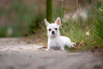 Happy little white chiwawa in the picture