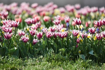Tulips