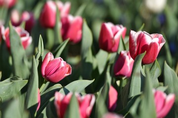 Tulips