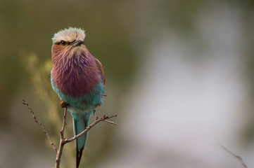 Lilac Breasted Roller