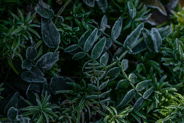 Hairy green leaves of garden plants, close view 