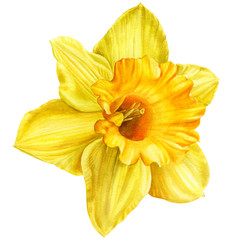 yellow narcissus on an isolated white background, watercolor, hand-drawing, botanical painting - obrazy, fototapety, plakaty