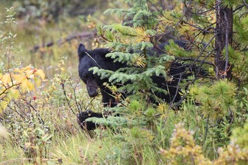 Blackbear is eating berries