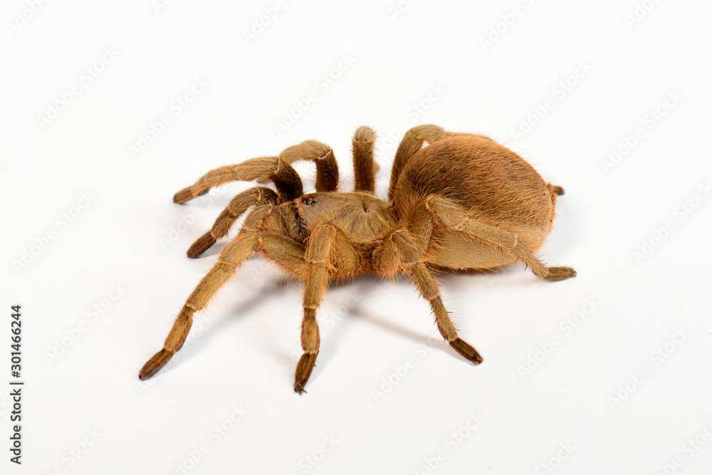 Canvas Prints Vogelspinne aus Nicaragua (Aphonopelma lanceolatum) - tarantula from Nicaragua 