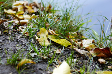  Beautiful autumn leaves on grass. The bright colors of fall. Blurred image, selective focus