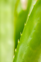 Green agave leaves with thorn background. Green thorned agave close-up. Abstract cactus background