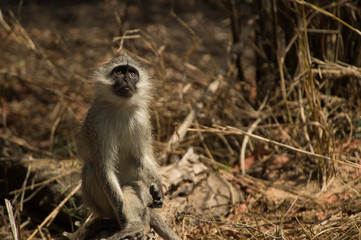 Obraz premium Vervet