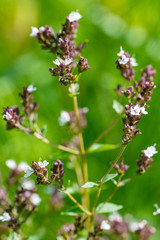 beautiful white flowers on blurred natural background