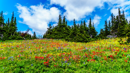 Hiking through the alpine meadows filled with abundant wildflowers. On Tod Mountain at the alpine village of Sun Peaks in the Shuswap Highlands of the Okanagen region in British Columbia, Canada