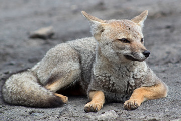 Grey fox resting 