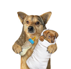 The beige dog feeds its puppy with milk from a bottle. White background. Isolated.
