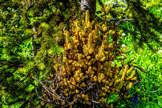 Witches' Broom disease encountered on trees while hiking in the high Alpine meadows of  the Tod Mountain region of Sun Peaks Resort in British Columbia, Western Canada