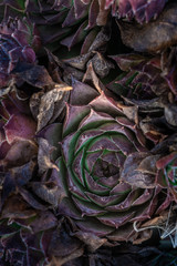 collection of beautiful succulent flowers, close view