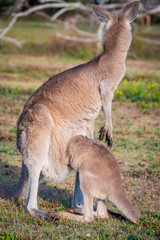 A mother Kangaroo and her joey in Coombabah Queensland 
