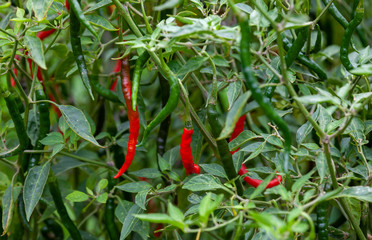 Some chilies hanging in the bushes. A few red ones amongst the green ones. They are typical for...