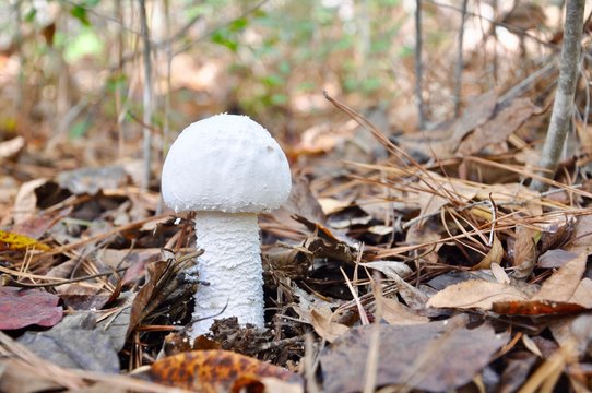 wold white mushroom in fall leaves