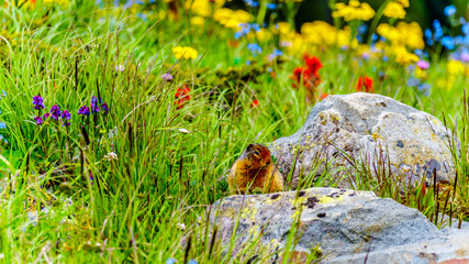 A Columbian ground squirrel among the Wildflowers in the high Alpine of Tod Mountain in the Shuswap Highlands of British Columbia, Canada
