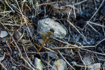 little dragonfly sitting on stone among autumn grass 