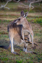 Naklejka na ściany i meble Kangaroo in the wild in Coombabah Queensland