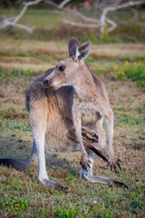 Kangaroo in the wild in Coombabah Queensland