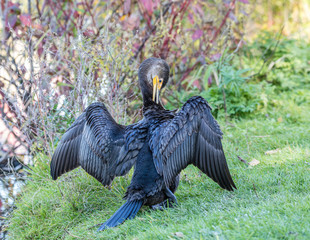Common cormorant resting by a lake