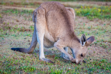 Kangaroo in the wild in Coombabah Queensland 