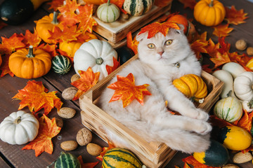 Scottish fold lies in basket. Cat and pumpkins. Cat and Autumn. A Yellow baby British shorthair kitty with halloween pumpkins at brown autumn background