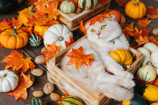 Cat In Pumpkin Images Browse 173 Stock Photos Vectors and Video Adobe Stock