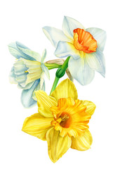 beautiful bouquet of flowers, narcissus on an isolated white background, watercolor, hand-drawing, botanical painting - obrazy, fototapety, plakaty