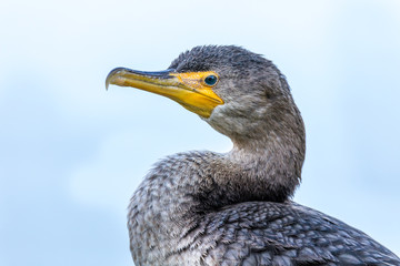 Common cormorant resting by a lake