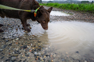 cane beve nella pozza © fotoforfun
