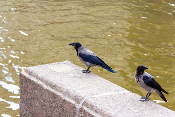 A pair of gray crows perched on the granite embankment