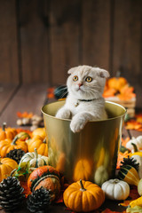 Scottish fold lies in basket. Cat and pumpkins. Cat and Autumn. A Yellow baby British shorthair kitty with halloween pumpkins at brown autumn background