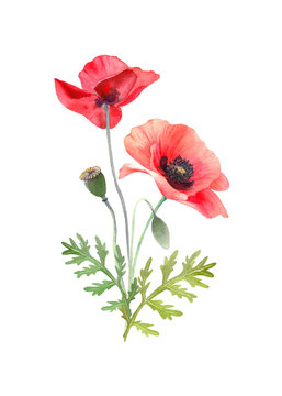 Watercolor red poppies. Wild flower bouquet isolated on white. Hand painting illustration for interior decoration, textile printing, printed issues, invitation and greeting cards.
