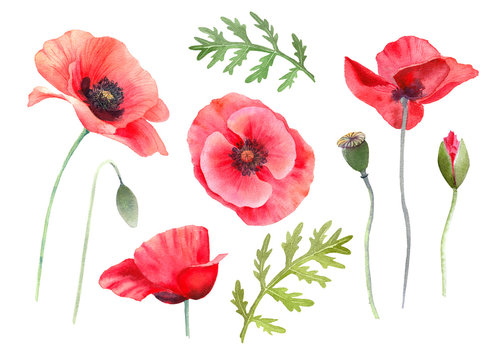 Watercolor red poppies. Wild flower set isolated on white. Hand painting illustration for interior decoration, textile printing, printed issues, invitation and greeting cards.