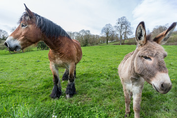 Naklejka na ściany i meble Large Shire Horse and small Donkey alongside one another,