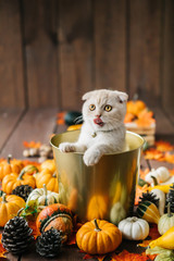 Scottish fold lies in basket. Cat and pumpkins. Cat and Autumn. A Yellow baby British shorthair kitty with halloween pumpkins at brown autumn background