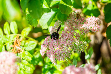 Close up of black honey bee feeding on flowers