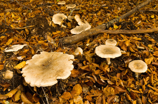 The tufted labyrinth mushroom (Abortiporus biennis) is a fungus species from the Meruliaceae family.