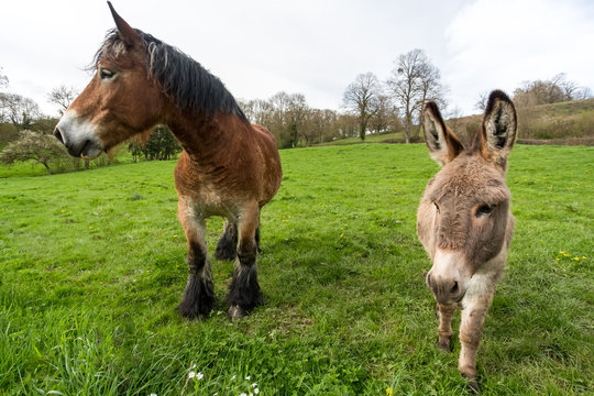 Large Shire Horse and small Donkey alongside one another,