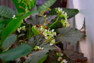 Flores Blancas