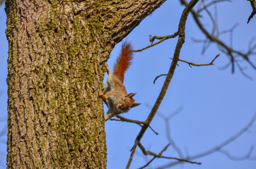 Red american squirrel on a tree, USA Ohio