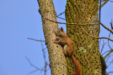 Red american squirrel on a tree, USA Ohio