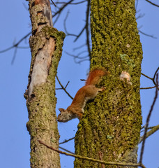 Red american squirrel on a tree, USA Ohio