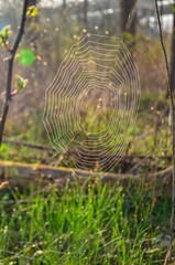 A round network of cobwebs in a forest against a backdrop of forest and green grass in State Park, Ohio.