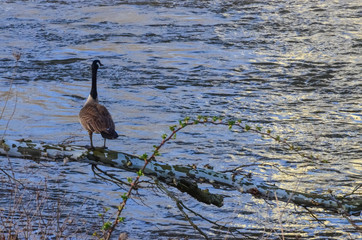 Canada goose (Branta canadensis). A male goose sits on a fallen tree against the background of a river, Ohio USA