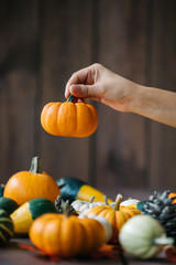 hand holding pumpkin. Group of colorful halloween decoration pumpkins at brown background....