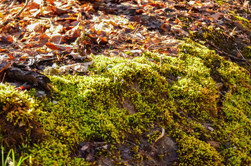 Green Moss in a Forest Among Fallen Foliage in Ohio State Park
