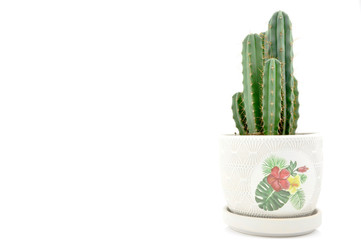 Home collection of cactus for decoration in pots, isolated on white background