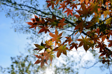 紅葉